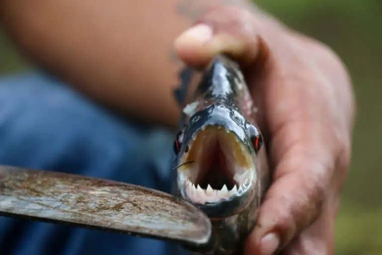 Peixe Piranha