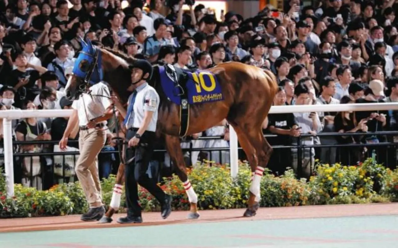 Mickey Fight (Fornecido pela TCK Special District Horse Racing Association)
