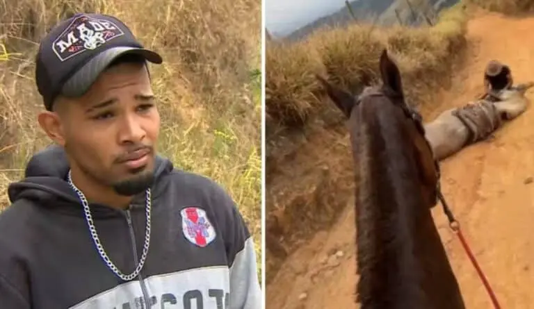 Tutor de cavalo