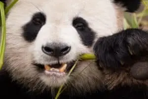 Zoológico de Ueno celebra nascimento raro de pandas gigantes gêmeos e planeja cuidados especiais