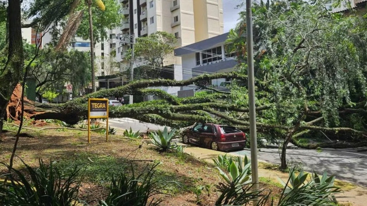 arvore cai na avenida Fábio Prado, na Chácara Klabin, e atinge um carro.