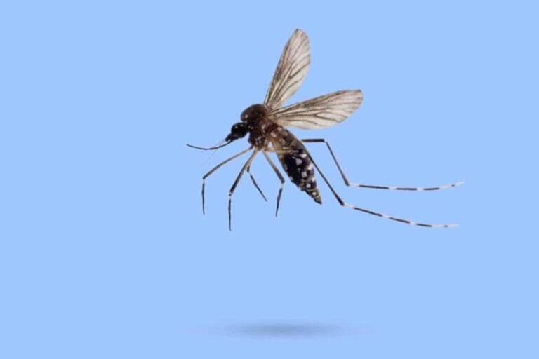 mosquito da dengue