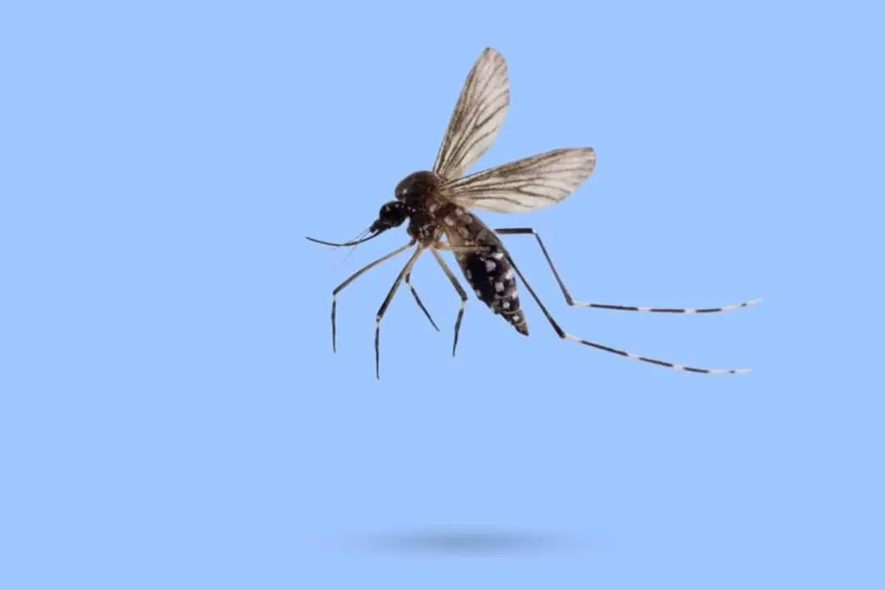 mosquito da dengue