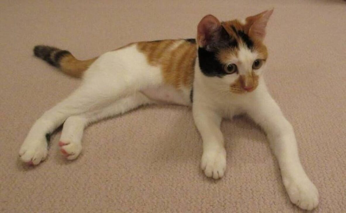 nova gata da família imperial
