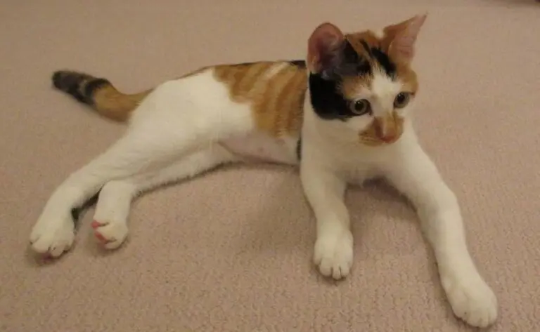 nova gata da família imperial