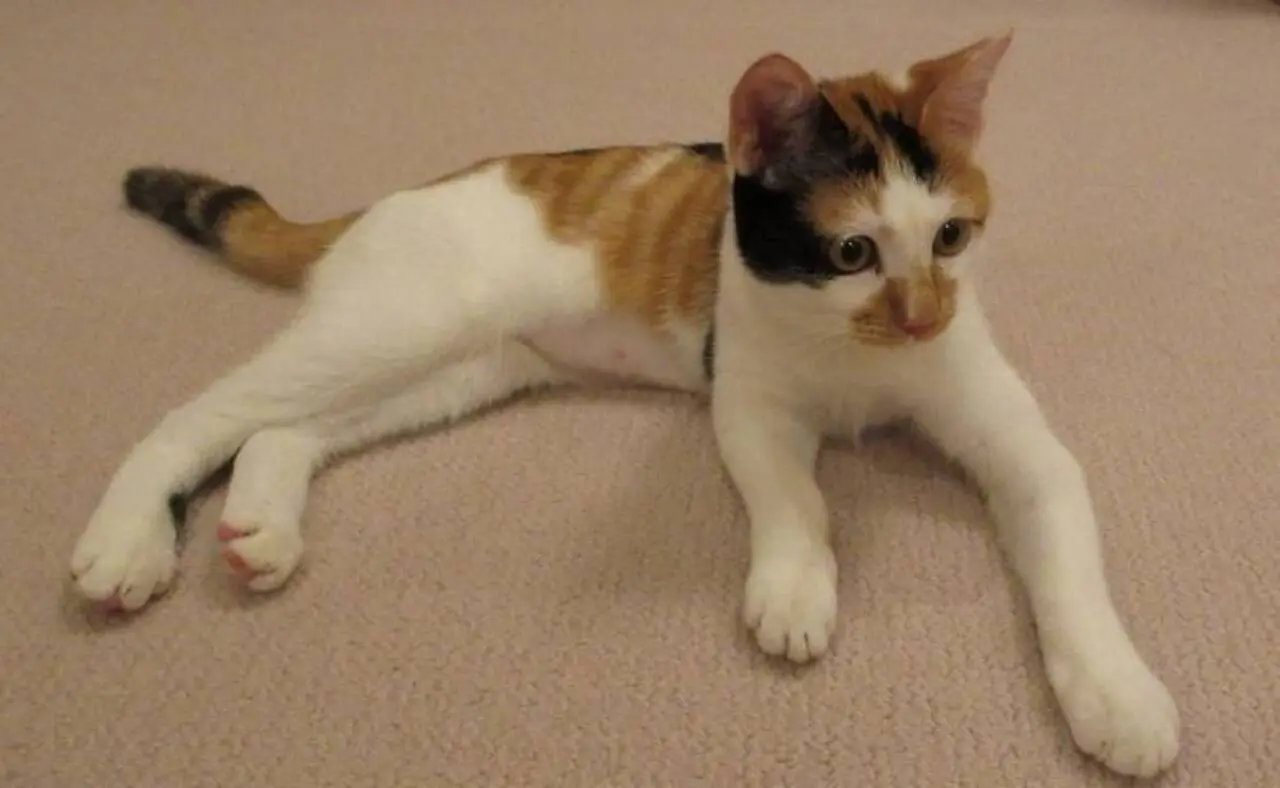 nova gata da família imperial