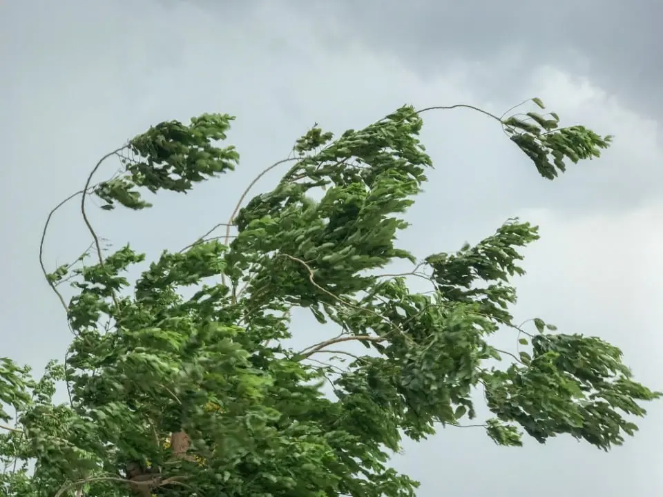 ventos
