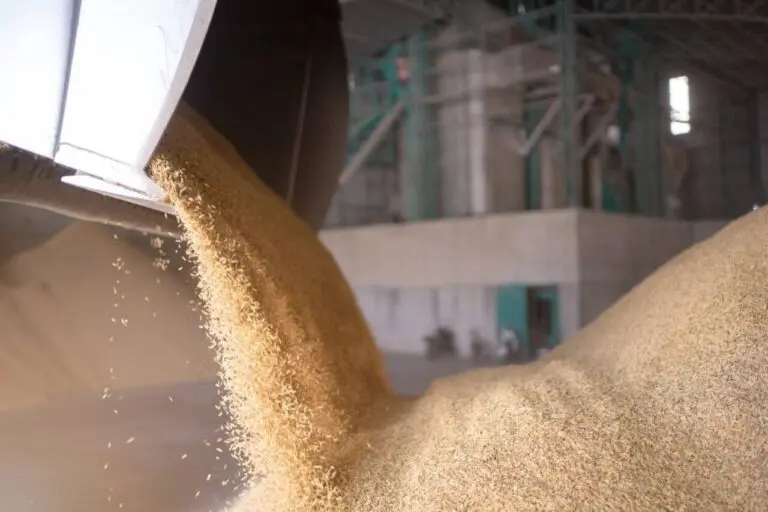 Arroz em casca, exportação