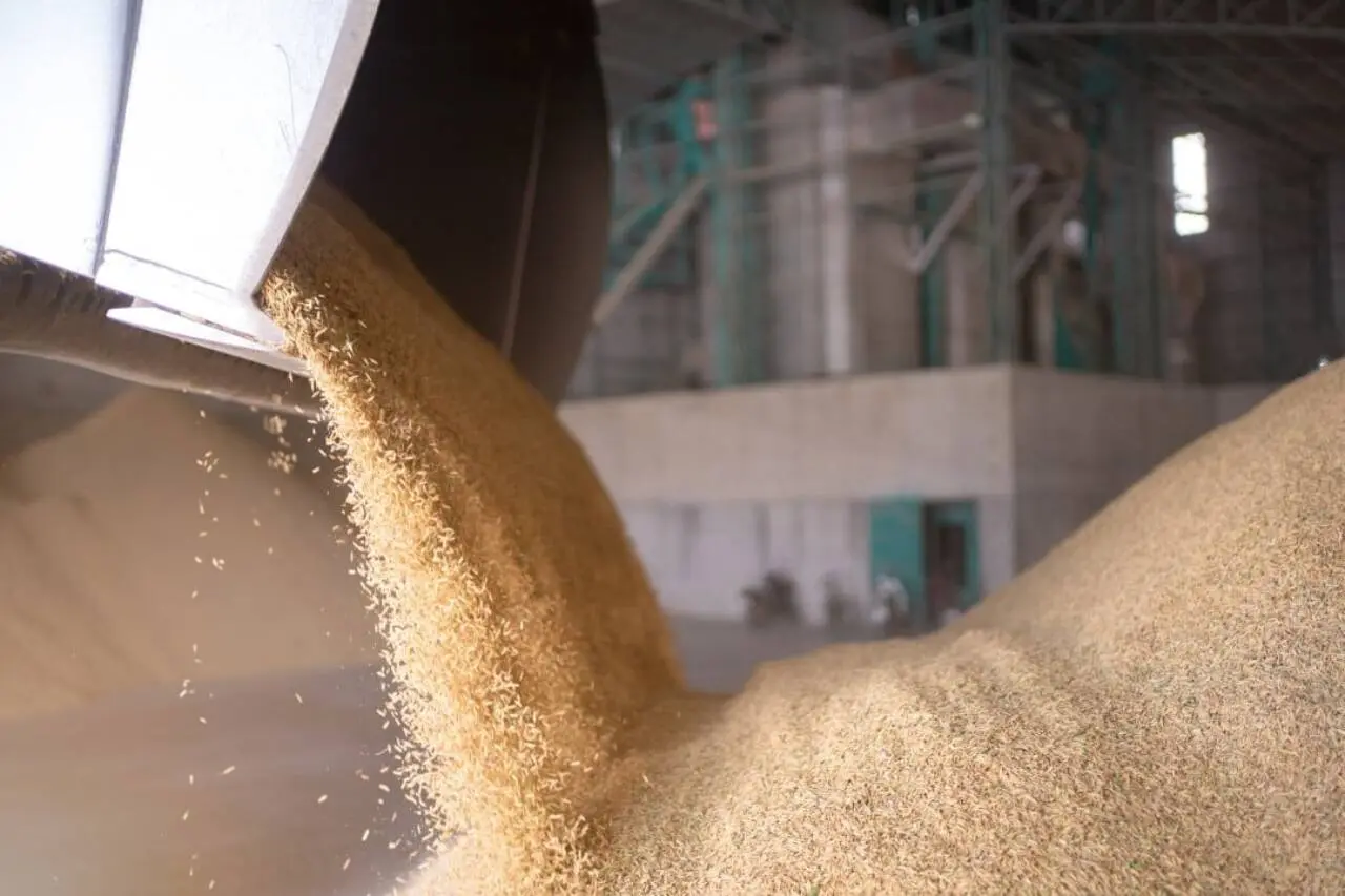 Arroz em casca, exportação