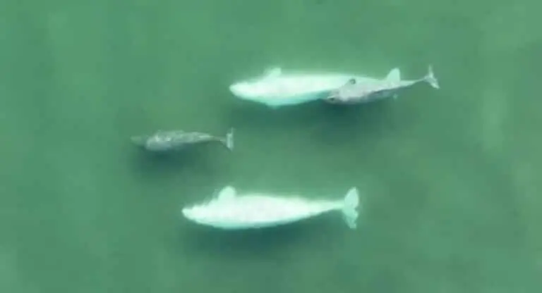 Baleias Beluga