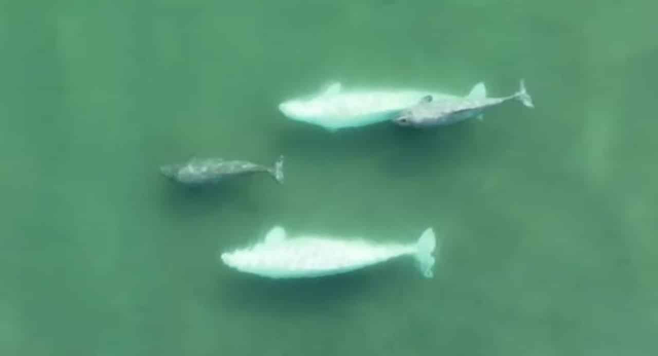 Baleias Beluga