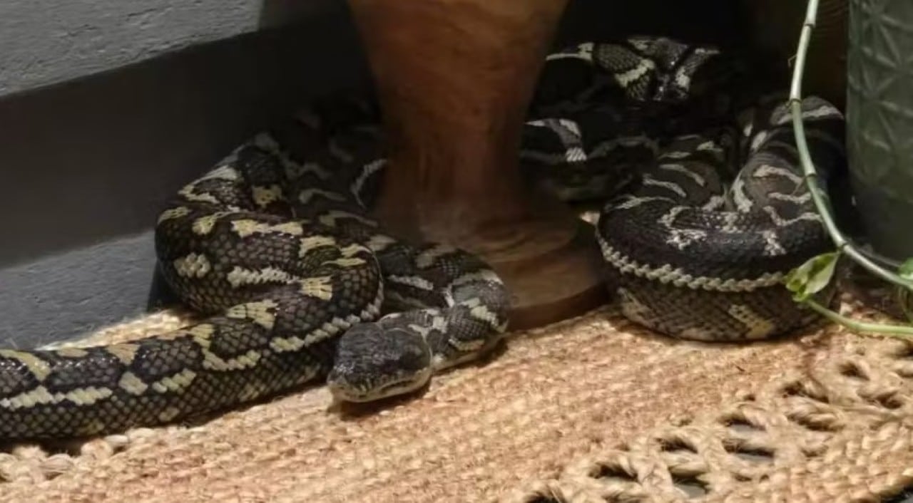 Cobra píton apareceu no quarto de mulher na Austrália