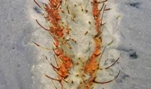 中国で海洋生物の化石が発見される