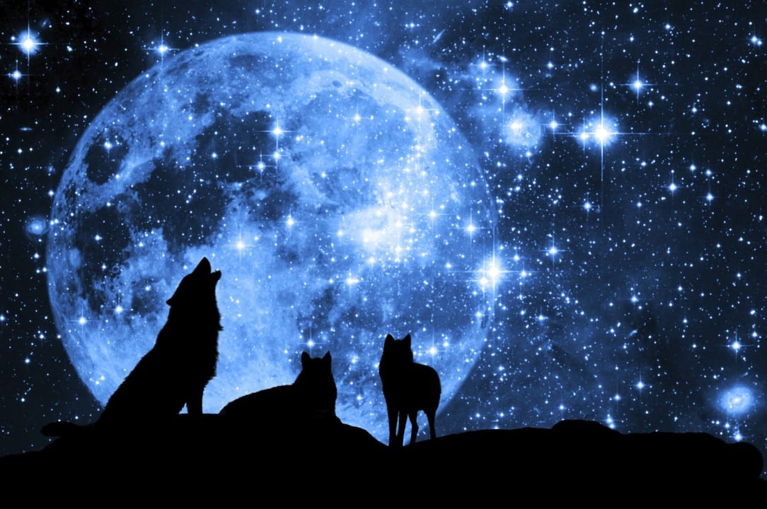 Lua do Lobo