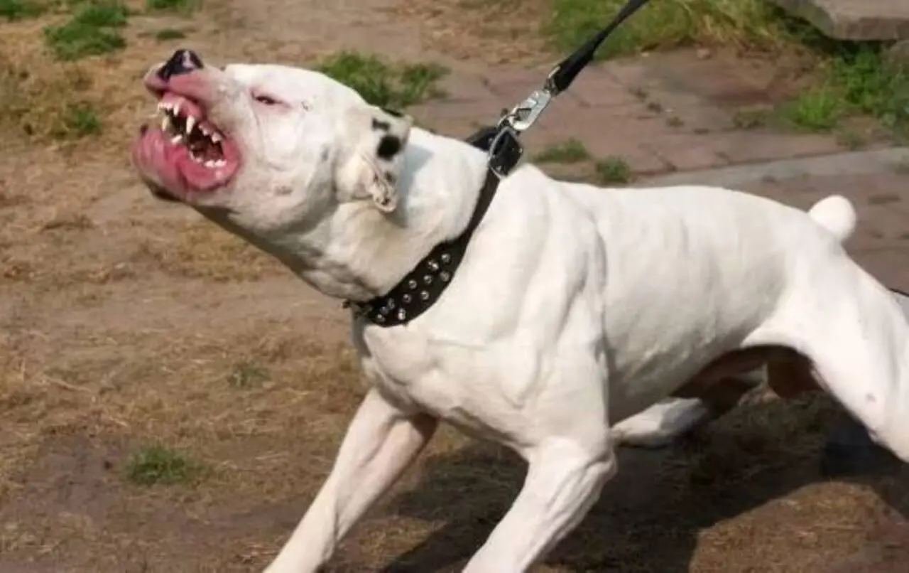 Menino de três anos morre após ataque de cão da avó