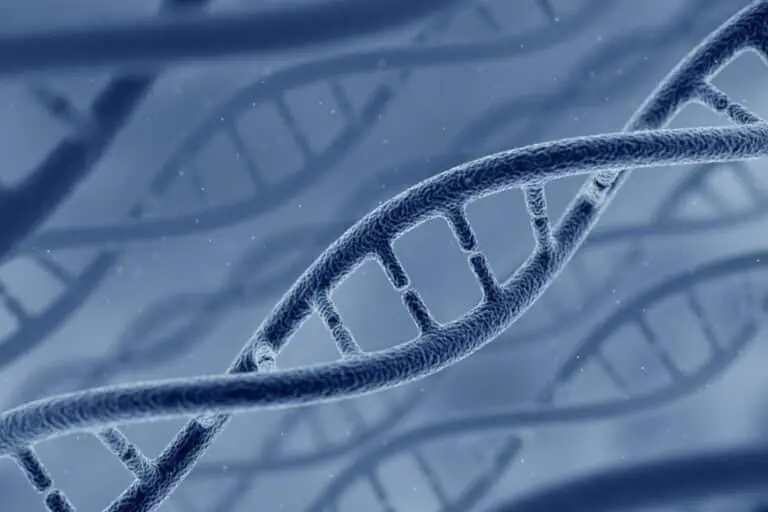 Modelo de DNA