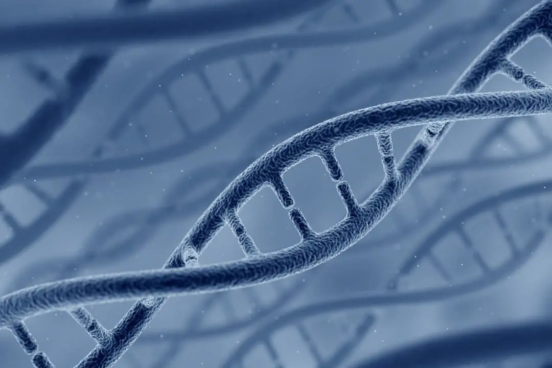 Modelo de DNA