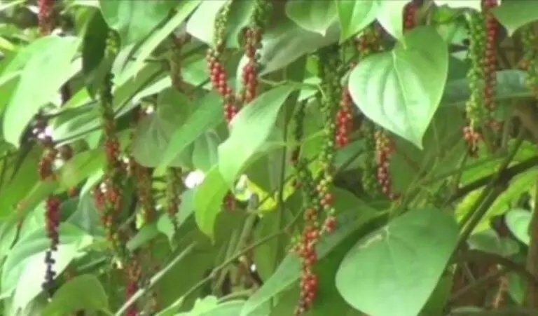 Le poivre Koraput conquiert les marchés internationaux après le succès du café régional