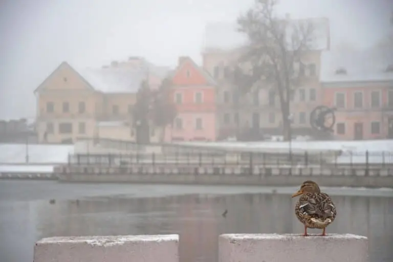 Tempestade de neve em Bielorrússia, nevoeiro