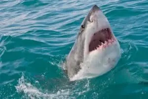 Quais animais são capazes de enfrentar o grande tubarão branco; confira!