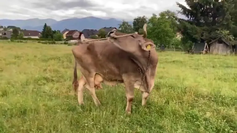 Vaca de estimação Veronika