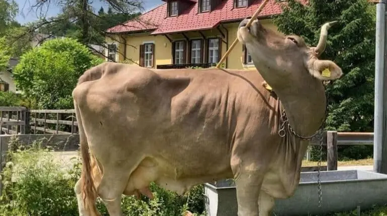 Verônica, a vaca usa instrumento para se coçar