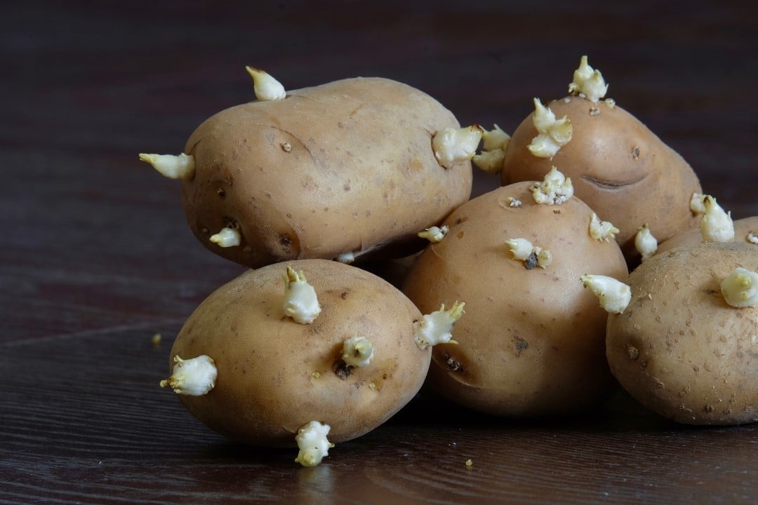 Batatas com brotos