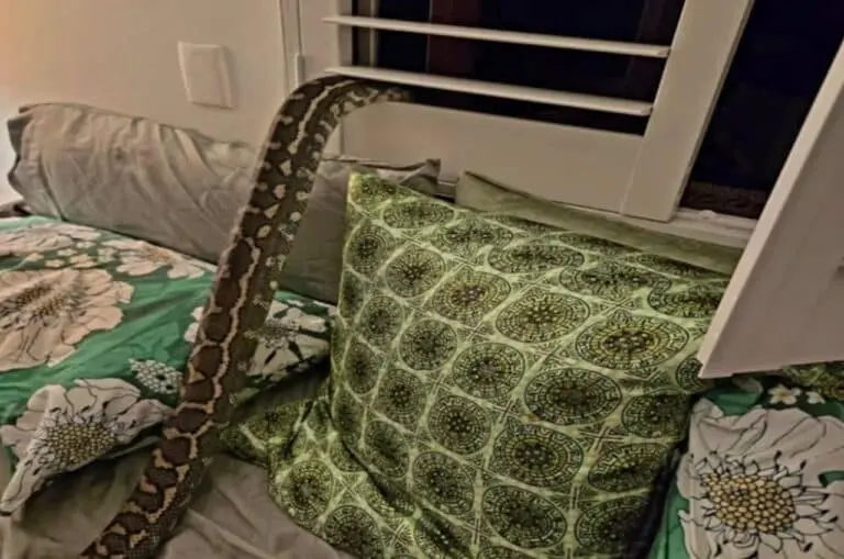 Cobra píton invade quarto e acorda mulher enrolada em seu peito - Arquivo pessoal