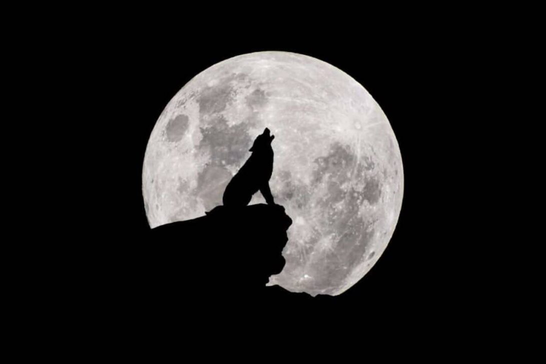 lua do lobo