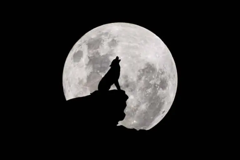 lua do lobo