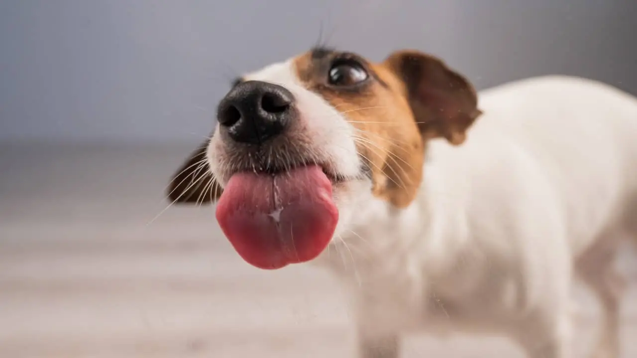 Cachorro lambendo