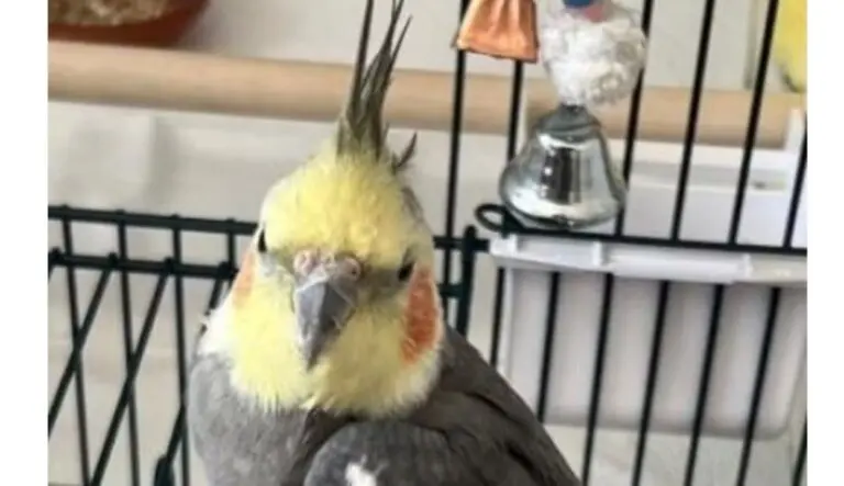 Calopsita Sonny