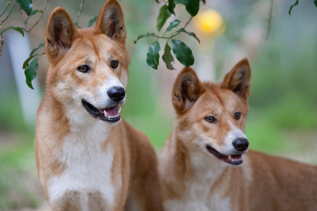 Dingos