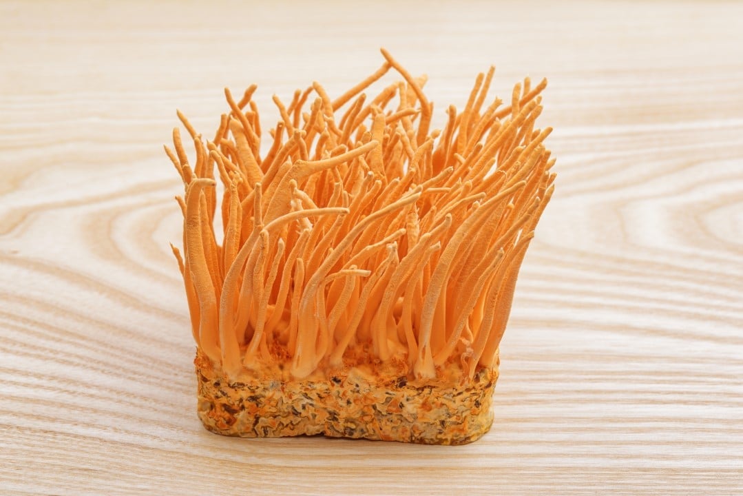 Fungo Cordyceps