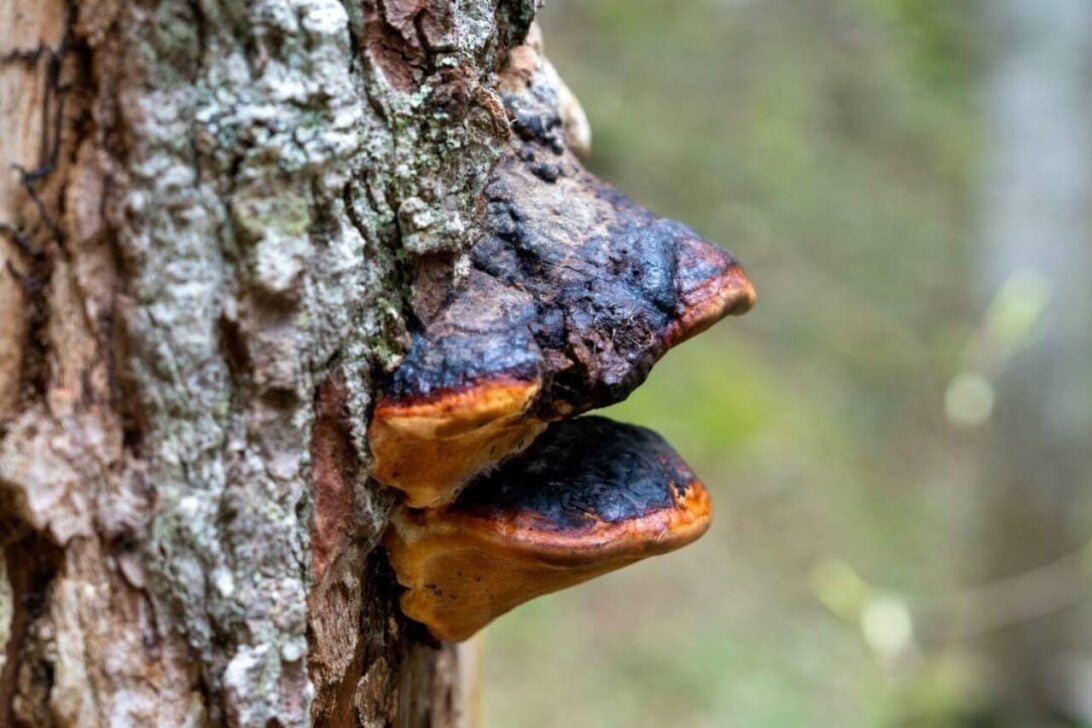 Fungos