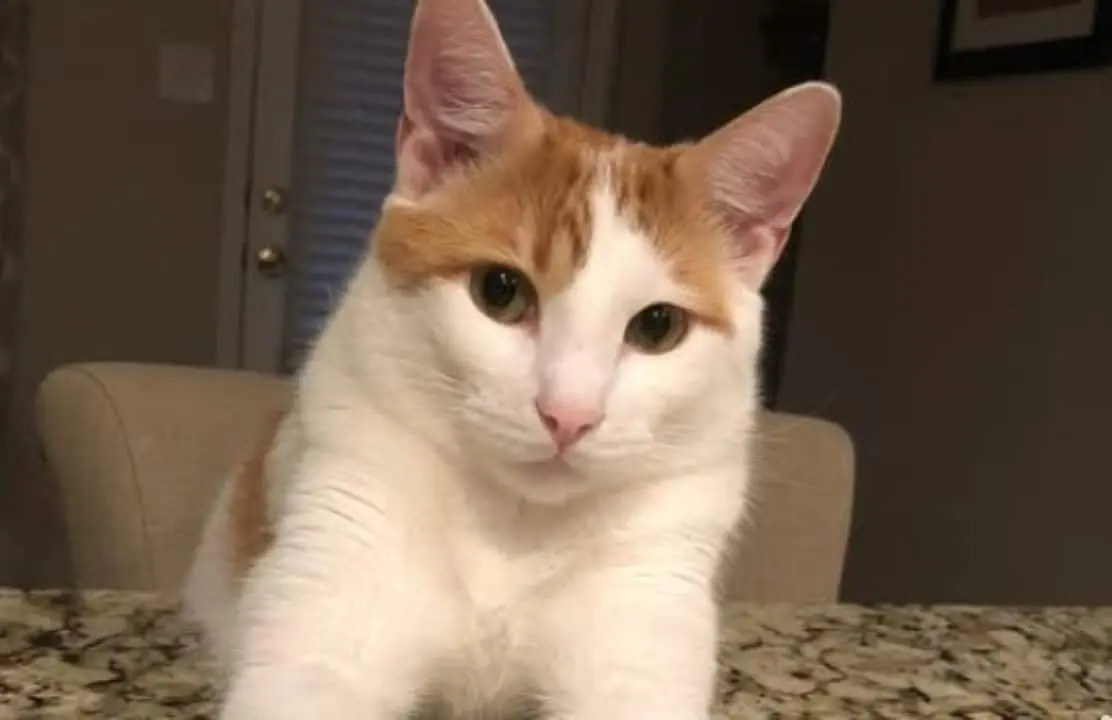 Gato viraliza na internet com video 'fastama'
