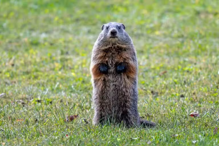 Groundhog