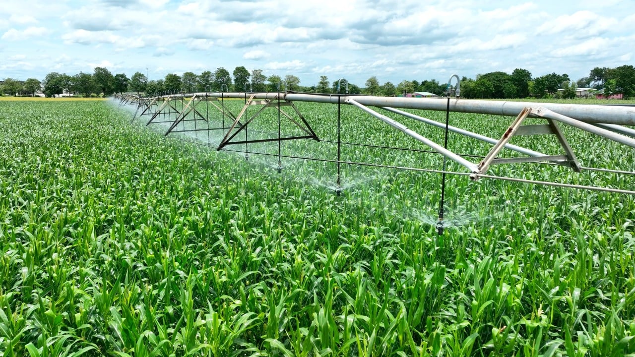 Irrigação, plantação