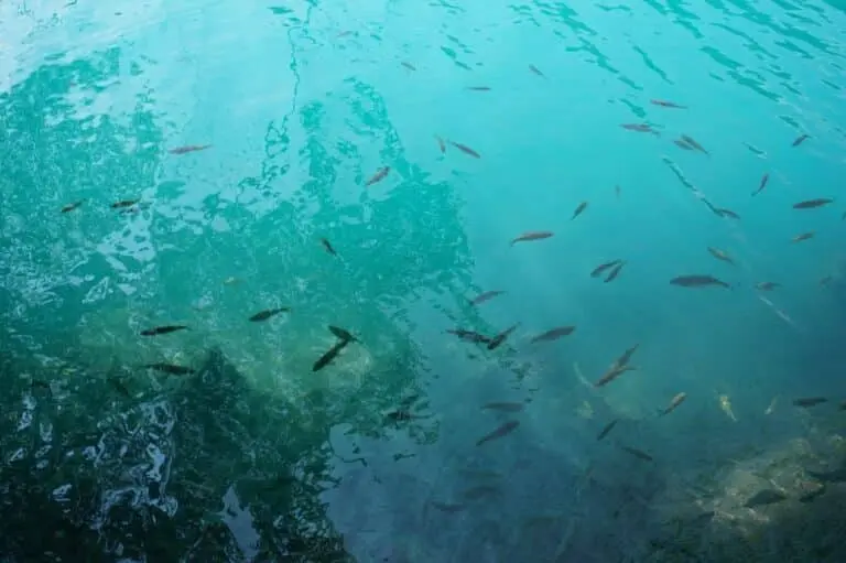 Lago com peixes