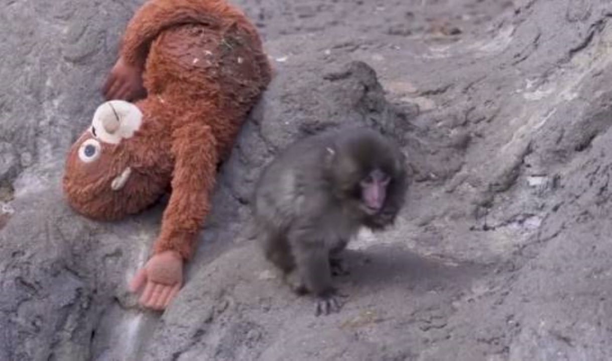 Macaco com pelúcia em vídeo viral