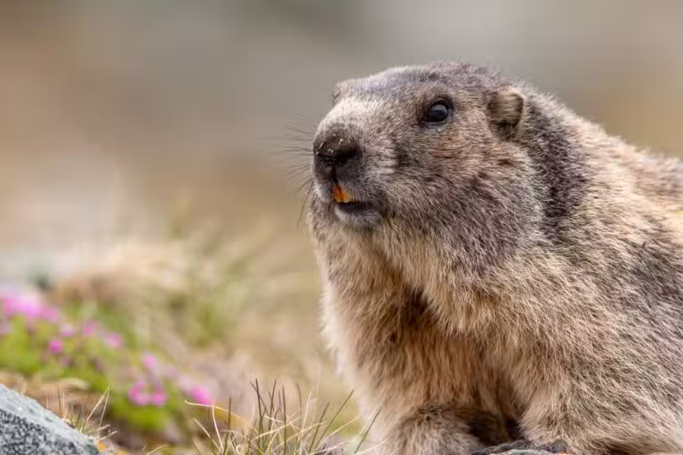 Marmota alpina