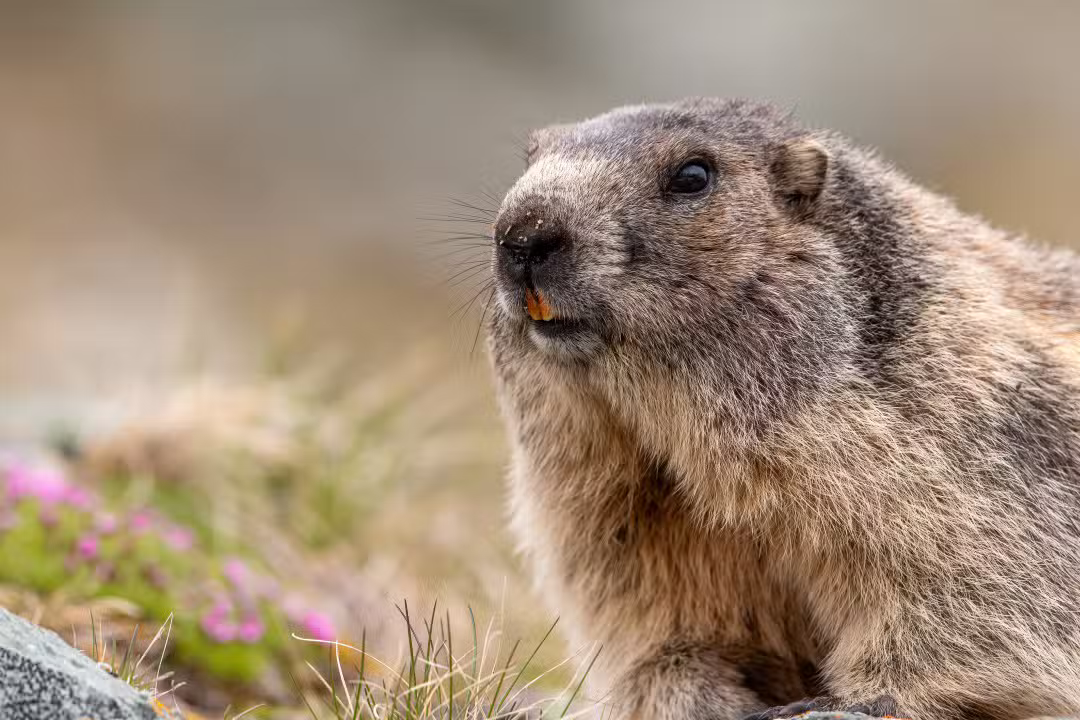 Marmota alpina
