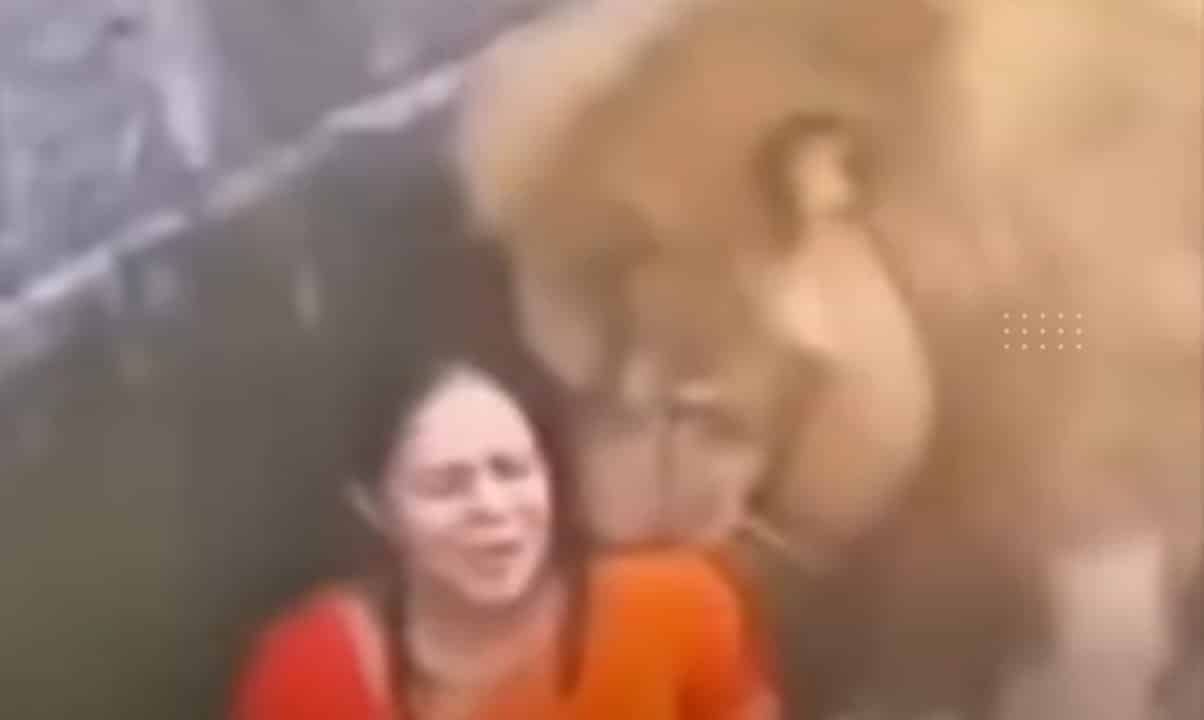 Mulher cai em jaula de leão na Índia