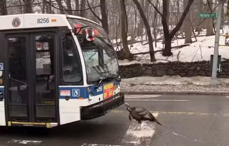 Peru encara ônibus e provoca engarrafamento em Nova York