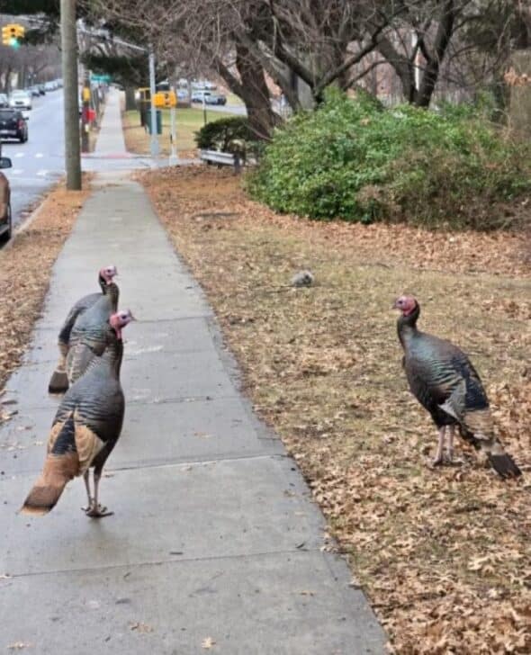 Perus selvagem nas ruas de Nova York