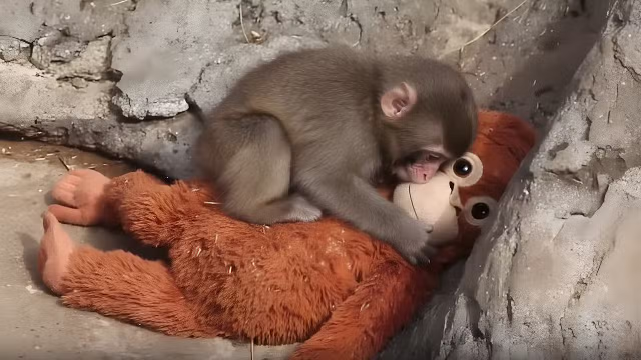 Punch the Monkey