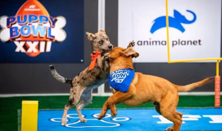 Puppy Bowl