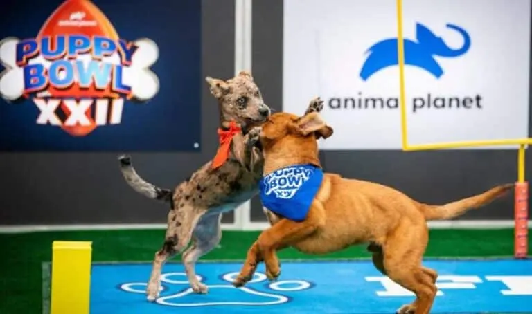 Puppy Bowl