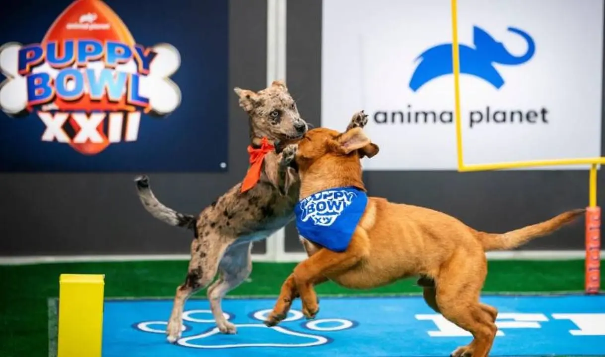 Puppy Bowl