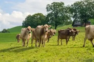 Brangus destaca rusticidade e carne premium em fazendas do oeste paulista com rebanhos acima de 5 mil cabeças